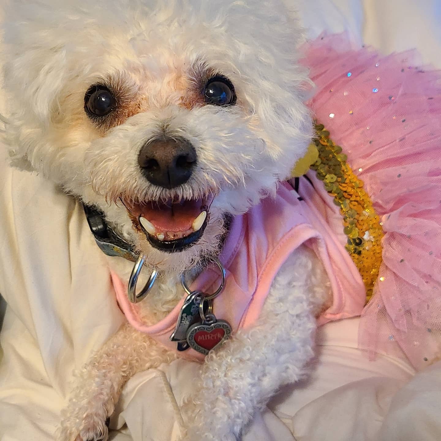 Crafting a Woolen Masterpiece: Mira's Portrait, A Pawsitively Adorable Tribute