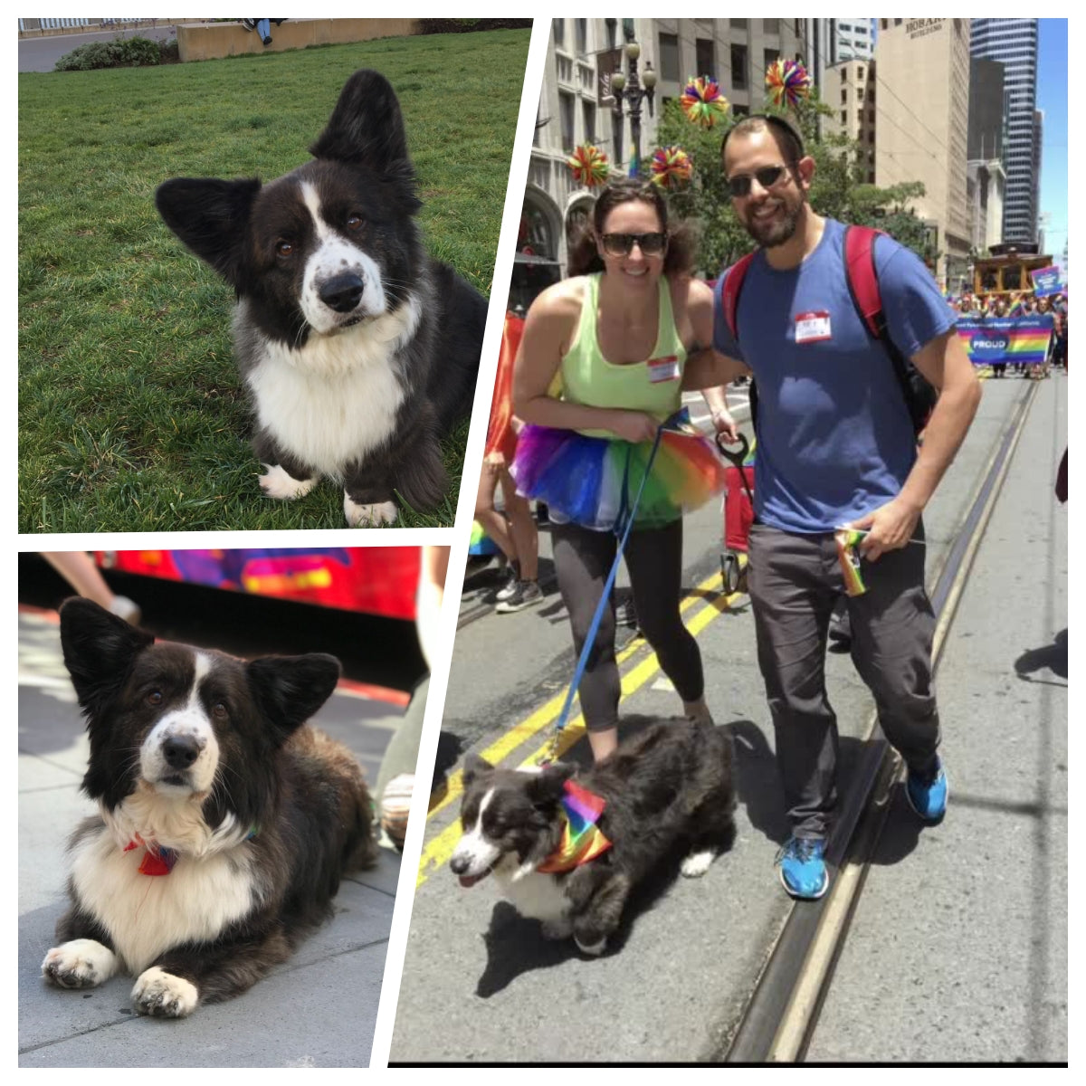 Crafting a Rainbow-Bright Memorial Wool Portrait for Cooper